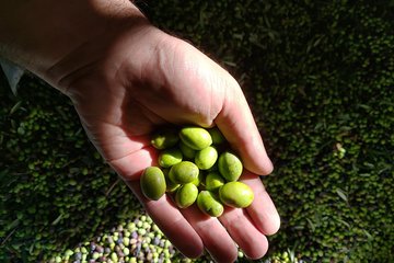 Genuine Cooking Class + Olive Oil Tasting