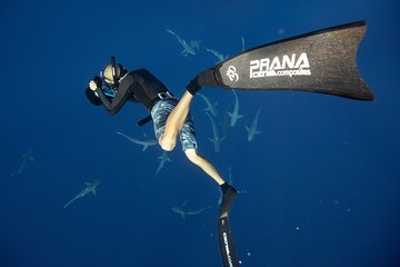 Snorkel with sharks in Hawaii with One Ocean Diving