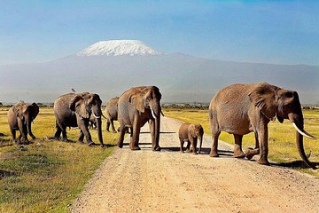 3 Days 2 Nights Amboseli Safari