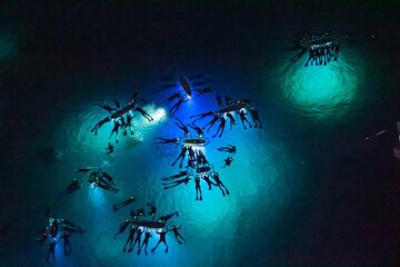 Manta Ray Night Snorkel Adventure