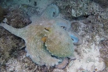 Comino Blue Lagoon Snorkeling Tour with private boat & guide