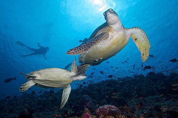 Snorkel in Shipwreck and Explore Vaavu Atoll Maldives