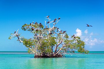 Amazing Tour to Sian Ka'an Biosphere Reserve with Snorkeling & lunch included.