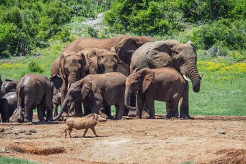 7 Day Garden Route & Addo, Cape Point and Winelands Small Group Combo Package