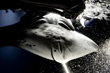 Late Night Manta Snorkel