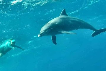 Marsa Alam: Snorkeling Trip to Satayh Dolphin Reef
