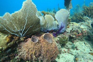 Snorkeling Adventure in Aguadilla