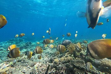Save 10.00%! Bali Snorkeling (Manta, Gamat, Crystal) and Nusa Penida Tour