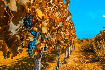 8-Day Best of Iguazu Falls, Mendoza & Buenos Aires Tour: Culture, Wine and Food