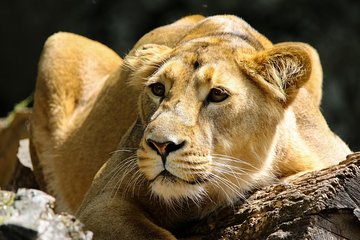 Nairobi Tours 6.a.m To 1.p.m /nairobi National Park/elephant /giraffe Centre
