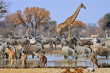 8-Day Guided Safari Tour in Kenya with Accommodation