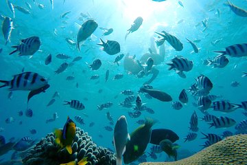 PJ's Sailing & Snorkeling Adventures Fiji CFC Approved- Serenity Island Day Trip