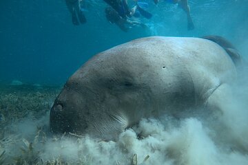 Overnight Snorkel or Dive with Dugong and Turtles