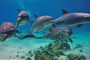 Excursions Dolphin House Royal VIP Snorkel Sea with Water Sports - Hurghada