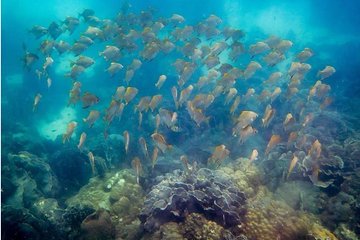 Snorkeling Koh Rang National Park ( start at Ko Kut)