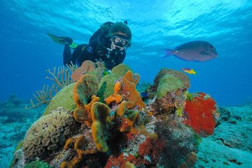Snorkeling adventure around Cozumel. 3 reefs, lunch and transportation included.