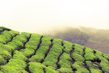Chauffeur: Johor Bahru to Cameron Highlands Transfer [Van]