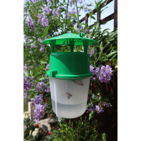 Box Tree Moth Trap and Buxus Lure