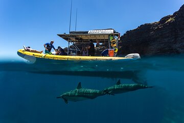 Lanai Dolphin Adventure & 2 Snorkel Sites