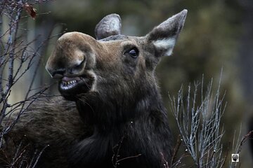 ALL INCLUSIVE!Yellowstone National Park Full-Day Private Luxury Van Tour