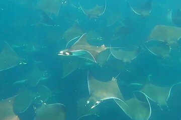 Snorkel with mobula rays from San Jose