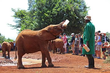 Nairobi Wildlife Tour with Hotel Pick Up