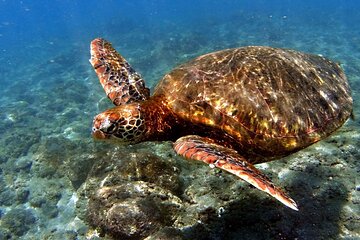 Snorkeling in the Motus of Easter Island