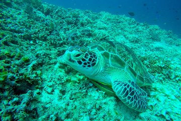 Snorkeling trip 3 gili islands