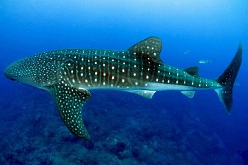 Snorkeling with whale sharks