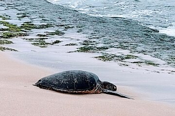 Private Oahu Circle Island Sightseeing Tour from Honolulu