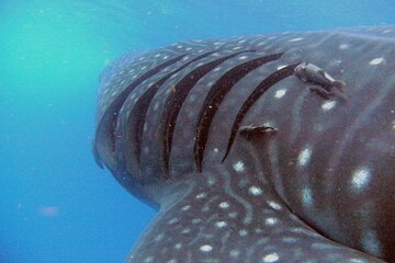 Save 10.00%! Adventure and Snorkel with the Whale Shark departing from Cancun