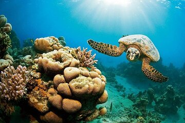 Marsa Mubarak Full Day & Turtle House Snorkeling Sea Trip With Lunch-Marsa Alam