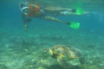Sea turtle encounter rate 98%! Snorkel in the coral reef sea! Underwater camera rental free!
