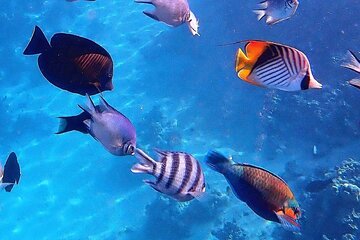 Snorkeling at Blue Lagoon; Starfish; The Rock Restaurant & Paje Beach