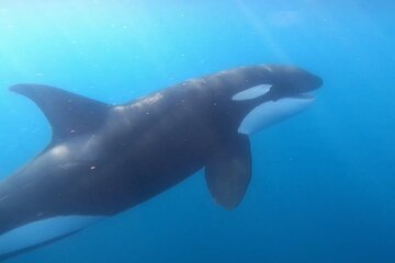 Save 20.00%! Ocean safari Cabo San Lucas