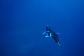 Star Light Manta Ray Snorkel