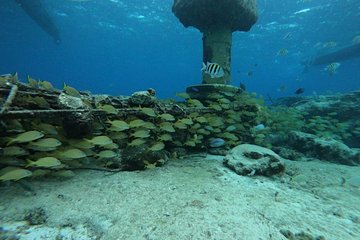 Cozumel Awesome Snorkel Experience