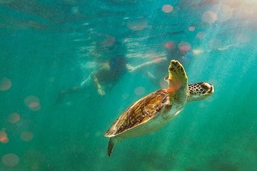 Learn to Snorkel with Fish and Turtles
