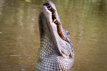 4-Hour Private Airboat Ride with Tranportation from New Orleans