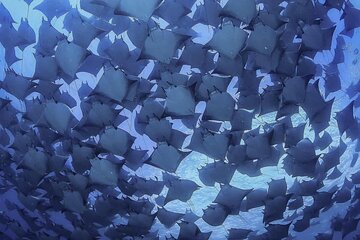 Private Mobula Ray Snorkel Adventure