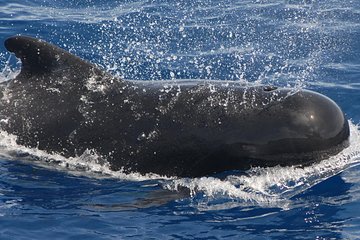 Tenerife Private Luxury Charter with Snorkeling Stop
