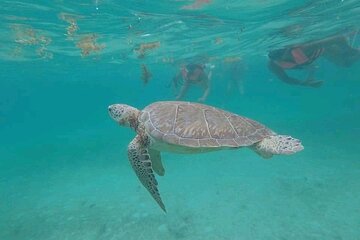 Swim with turtles + Snorkel + Tulum archaeological zone + Cenote