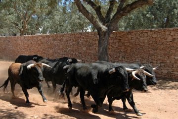 Visit a Horse and Bull Farm including a tour to Ronda