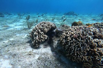Experience Snorkel Cozumel, swim in the beautiful reef's