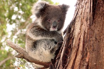 Kangaroo Island Luxury Small Group 'Island Life' Full Day Tour