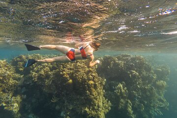 Guided Snorkeling Tour from the Beach to the Reef Drop in West Bay