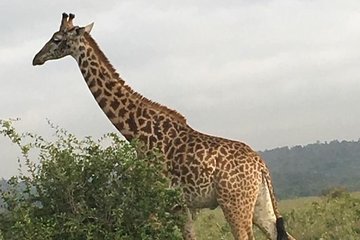 3 Days Budget Camping To Maasai Mara Group Joining Safaris