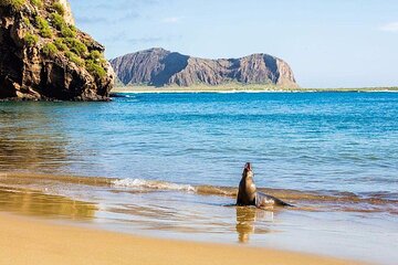 6-Day Small Group Galapagos Adventure: Hiking, Diving, and Snorkeling