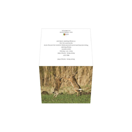 Brown Hares - boxing in field (Greeting Card)