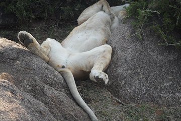 6.a.m--5.p.m Nairobi Safari Game Drive/elephant Visit/giraffe/karen Blixen/bomas